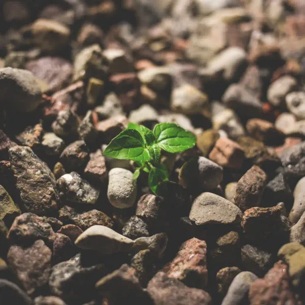 Parte de crecer